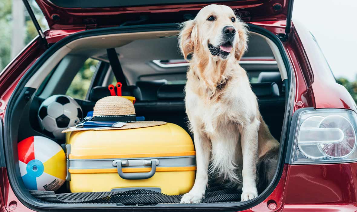 Dog sitting in car boot with luggage